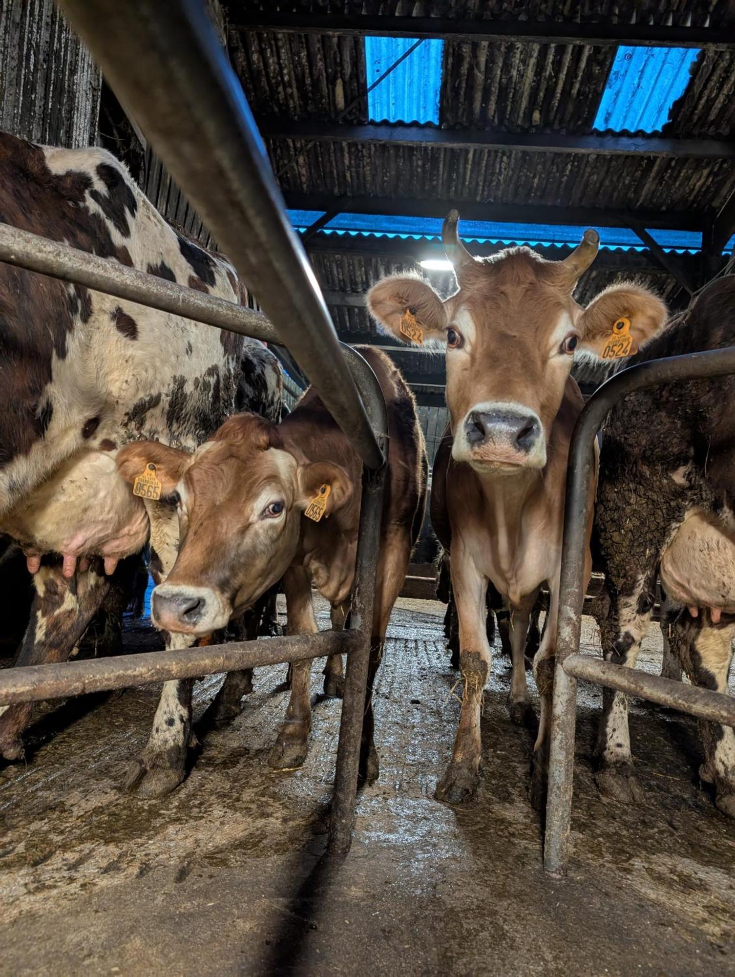 Ferme De La Gortiere Bed & Breakfast Le Teilleul Dış mekan fotoğraf