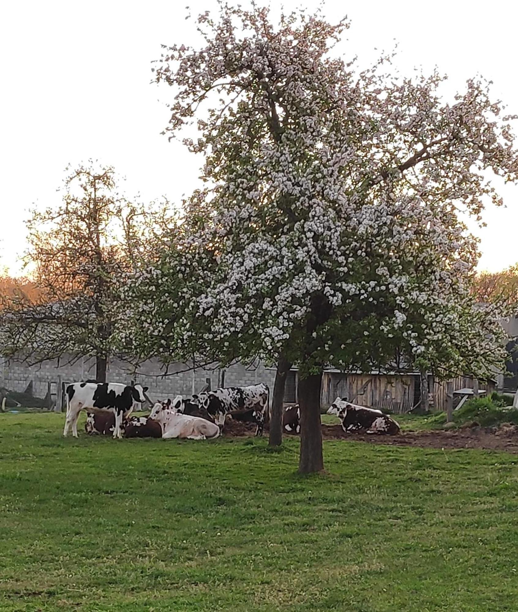 Ferme De La Gortiere Bed & Breakfast Le Teilleul Dış mekan fotoğraf
