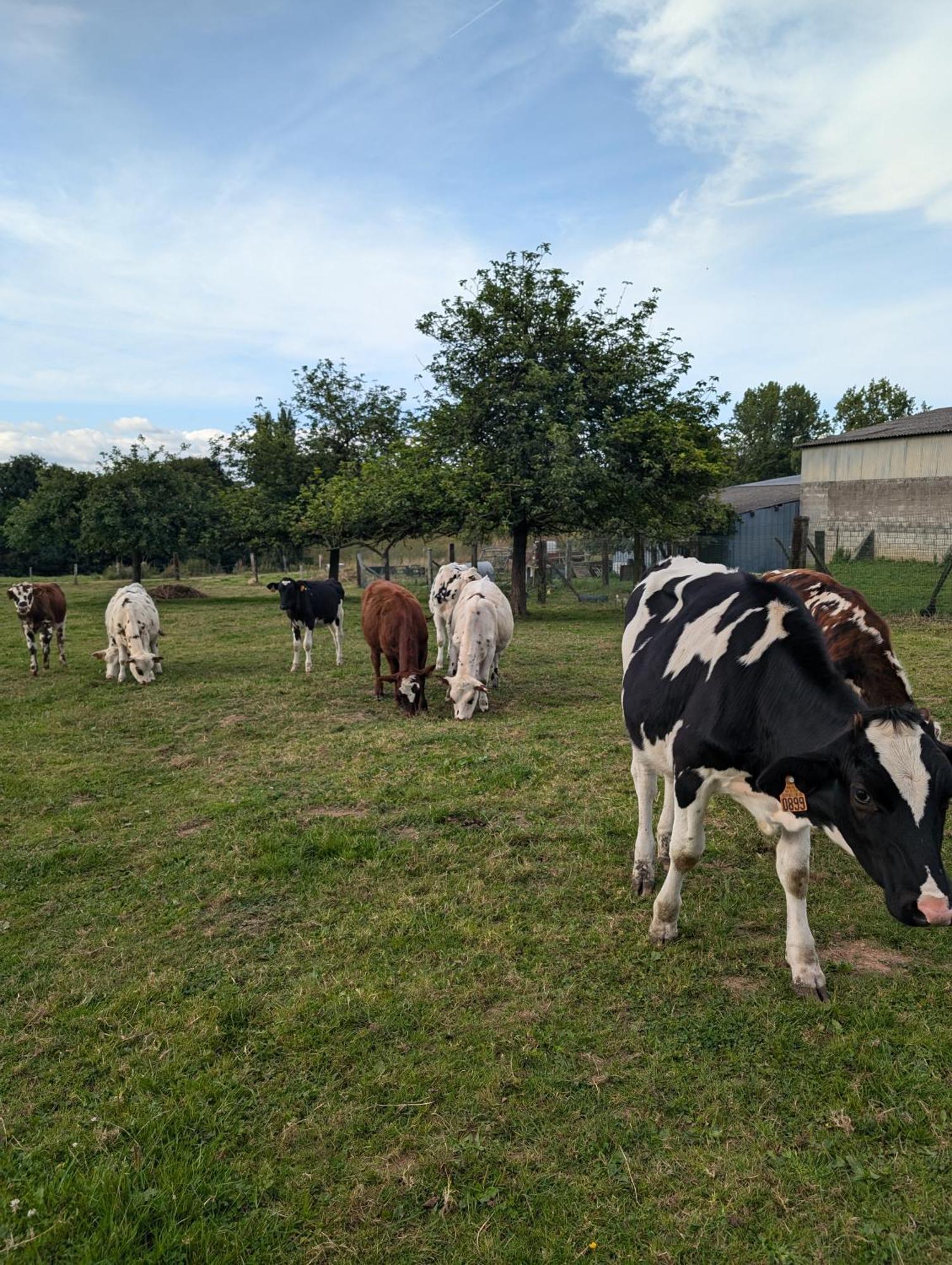 Ferme De La Gortiere Bed & Breakfast Le Teilleul Dış mekan fotoğraf