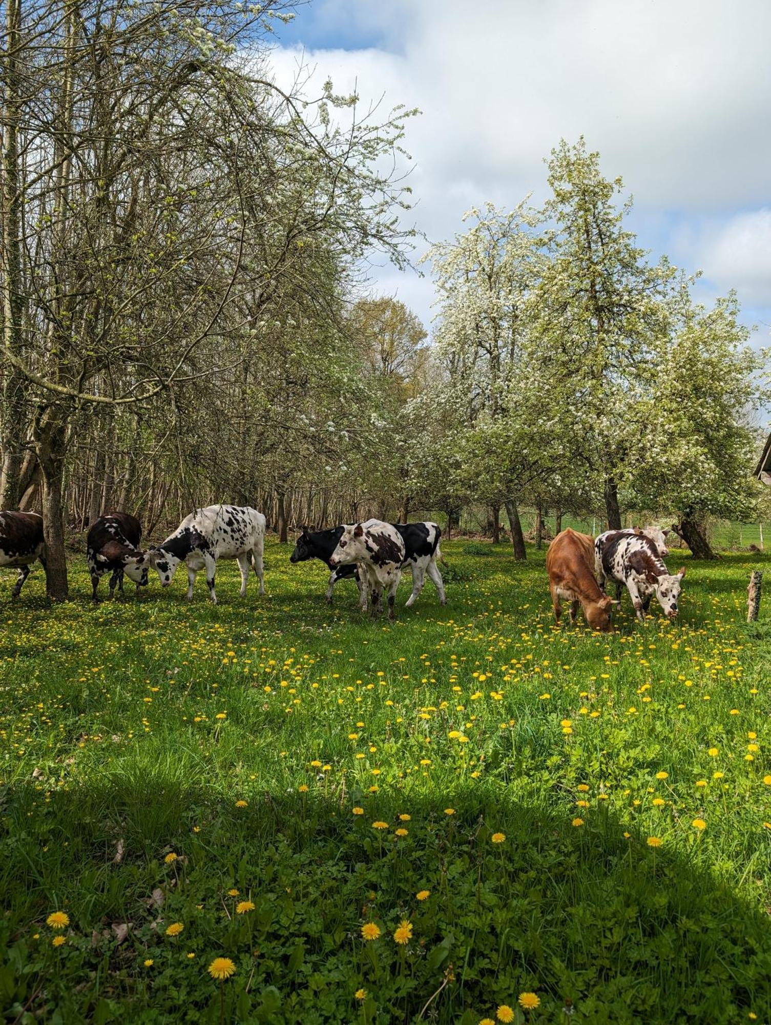 Ferme De La Gortiere Bed & Breakfast Le Teilleul Dış mekan fotoğraf