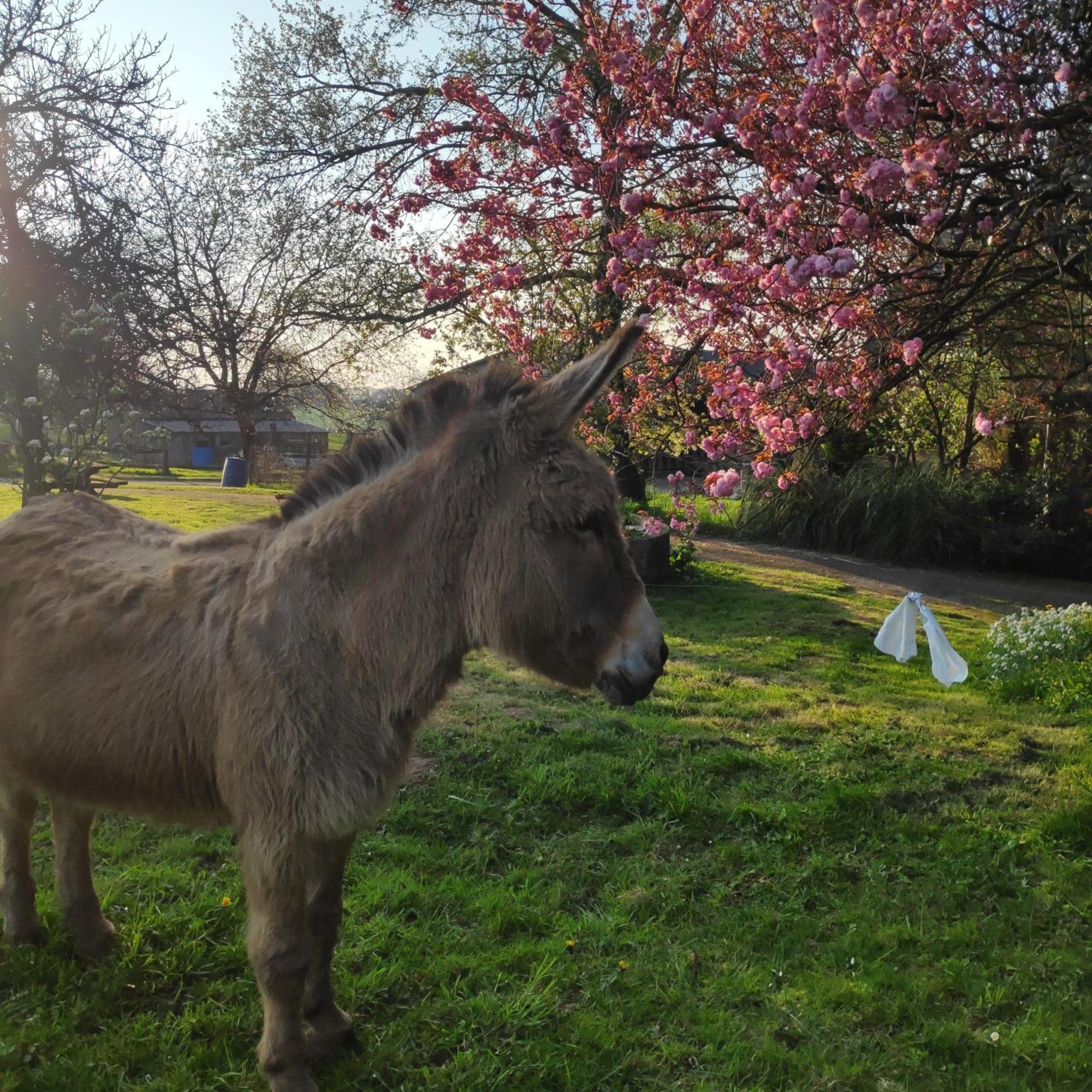 Ferme De La Gortiere Bed & Breakfast Le Teilleul Dış mekan fotoğraf
