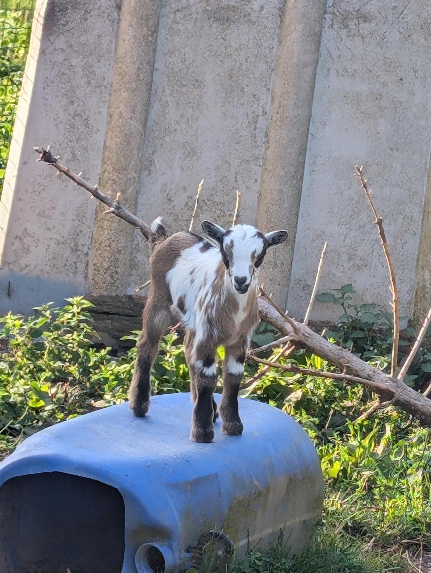 Ferme De La Gortiere Bed & Breakfast Le Teilleul Dış mekan fotoğraf