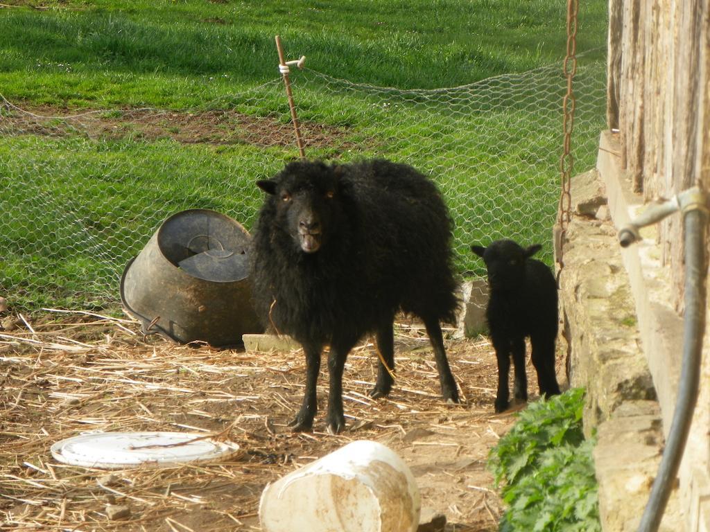 Ferme De La Gortiere Bed & Breakfast Le Teilleul Dış mekan fotoğraf